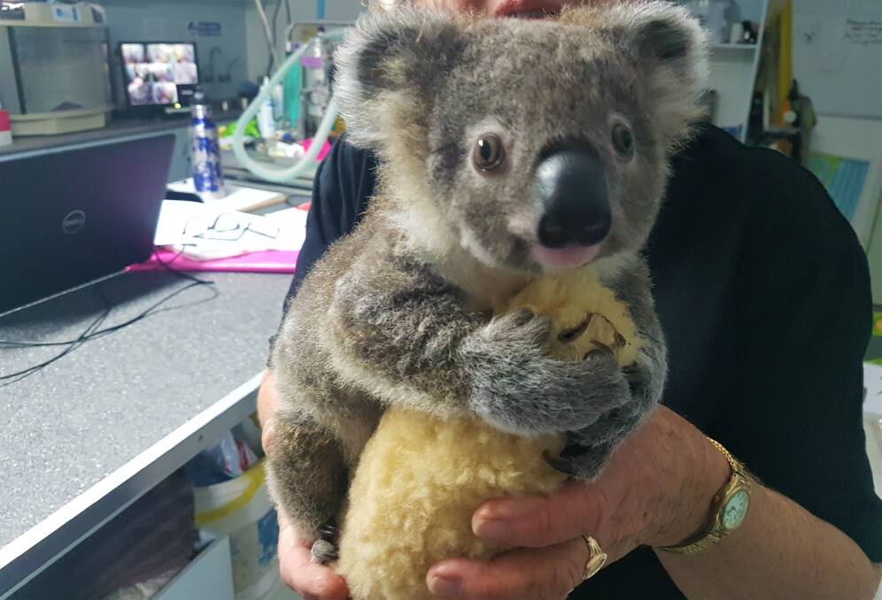 IN CARE AT THE HOSPITAL: Koala Street Keli at the Port Macquarie Koala Hospital.