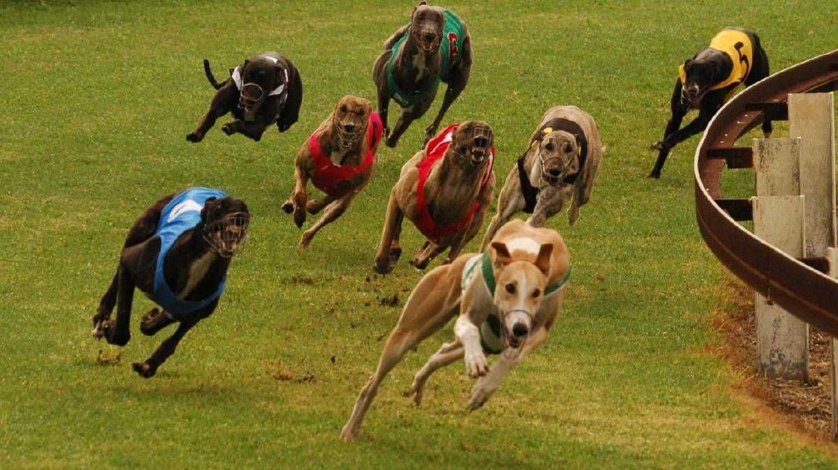 RACING IN WAUCHOPE: Greyhounds racing at the Wauchope track (Nastassja not pictured). Photo: File photo.
