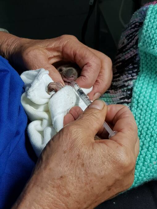 Feeding time: Pixie being fed by hand. Photo: Port Macquarie Koala Hospital.