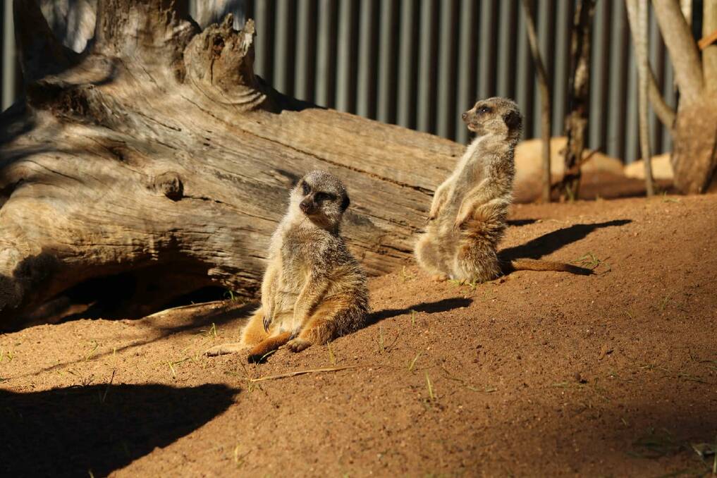 BREAK-IN: A meerkat has been stolen from Billabong Zoo. Photo: Billabong Zoo.