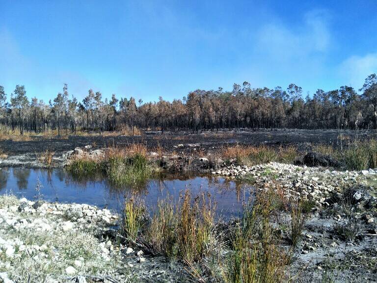 SWAMPY: A search area burnt by the Lindfield Park Road fire. Photo: Scott Castle.