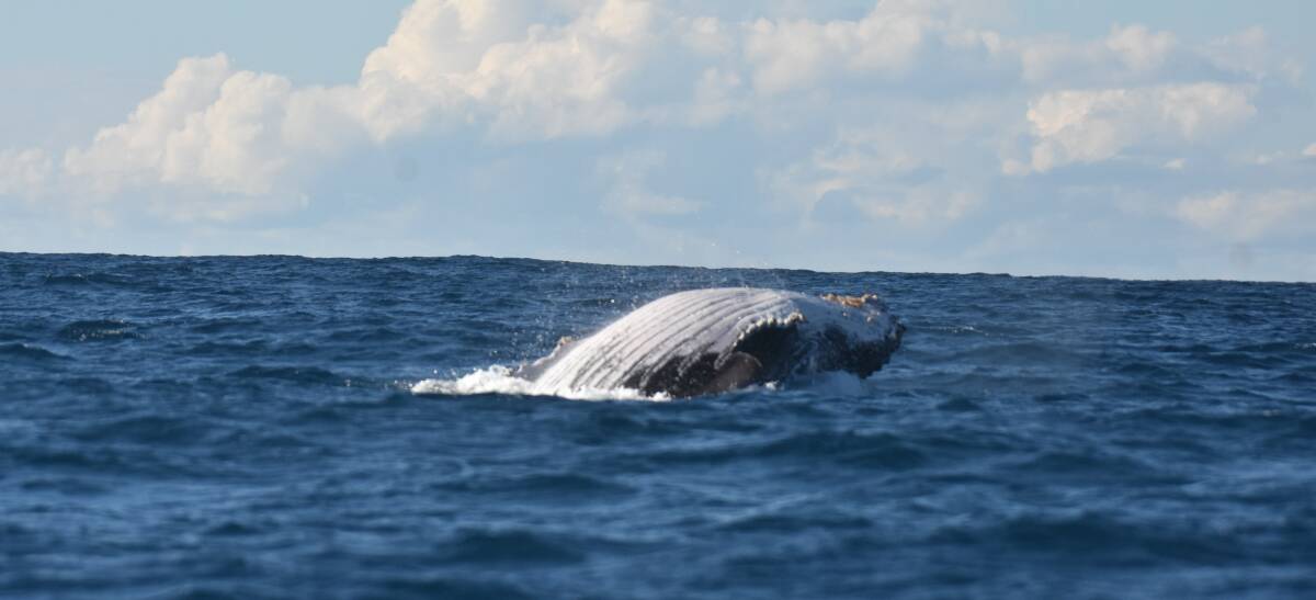 Making a splash: A humpback whale leaps from the ocean off Port Macquarie.