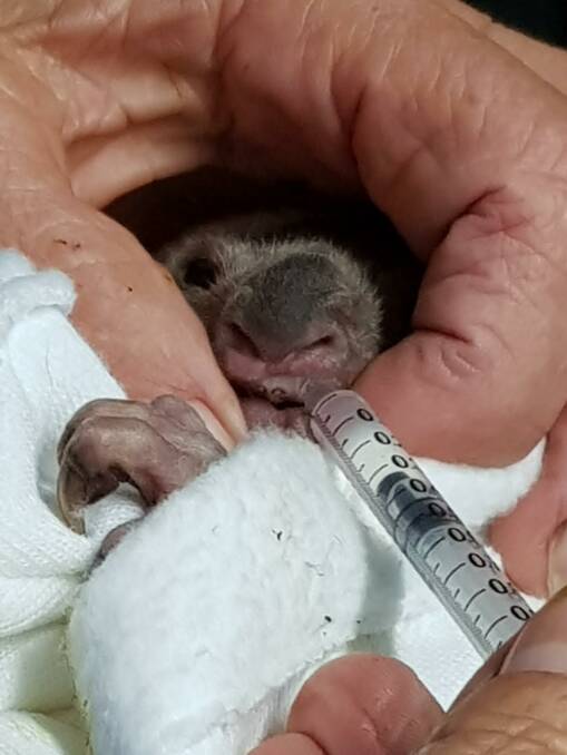 Grabbin' a feed: Pixie being fed by hand. Photo: Port Macquarie Koala Hospital.