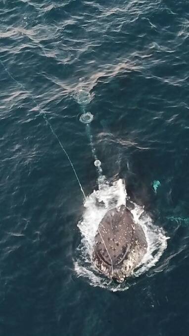 ORRCA hotline priority: A whale entangled off the Mid-North Coast. Photo: Joanne Webber.
