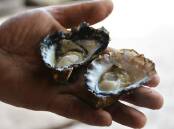 Oysters harvested at Tunstead Oysters on Port Macquarie's North Shore. Picture: Ruby Pascoe.