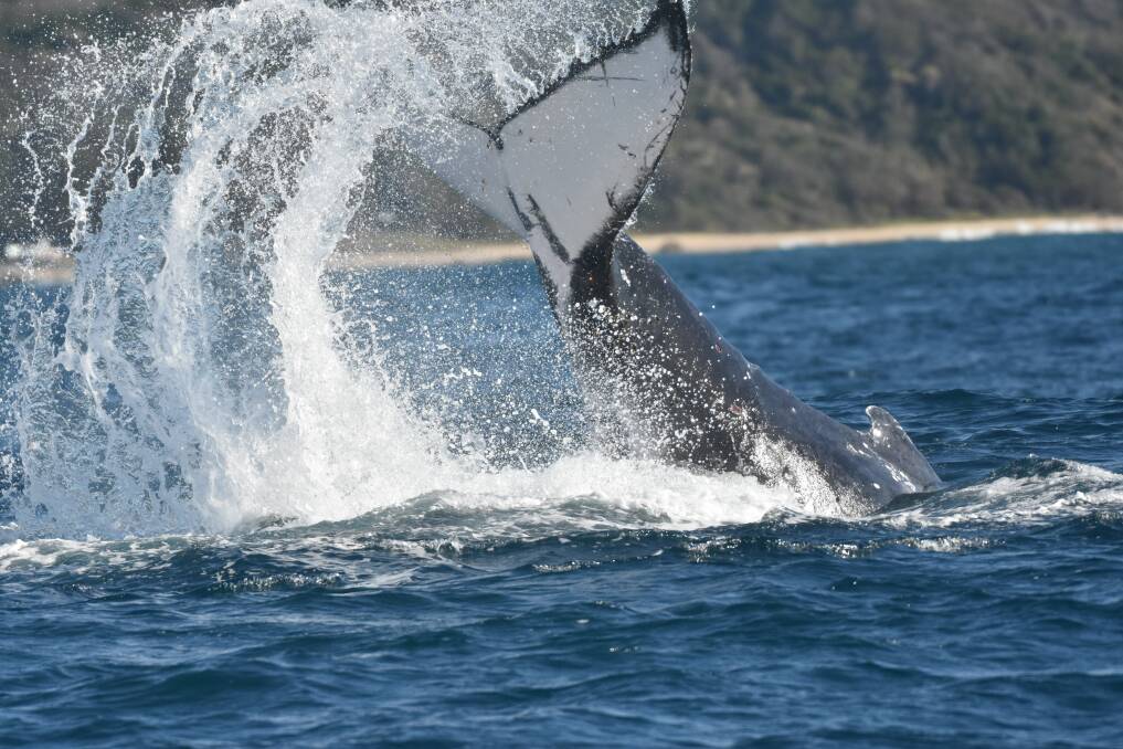 Tail-slapping: A humpback whale photographed off Port Macquarie's Oxley Beach.