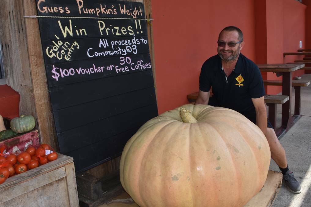 WHAT A GIANT: Kew Corner Store owner Staffan Andler with the enormous pumpkin.