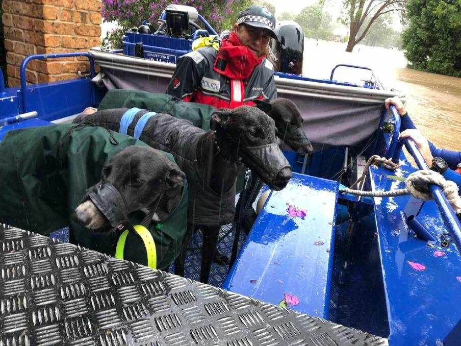 WET DOGS: Greyhounds rescued by NSW Police. Photo: Supplied.