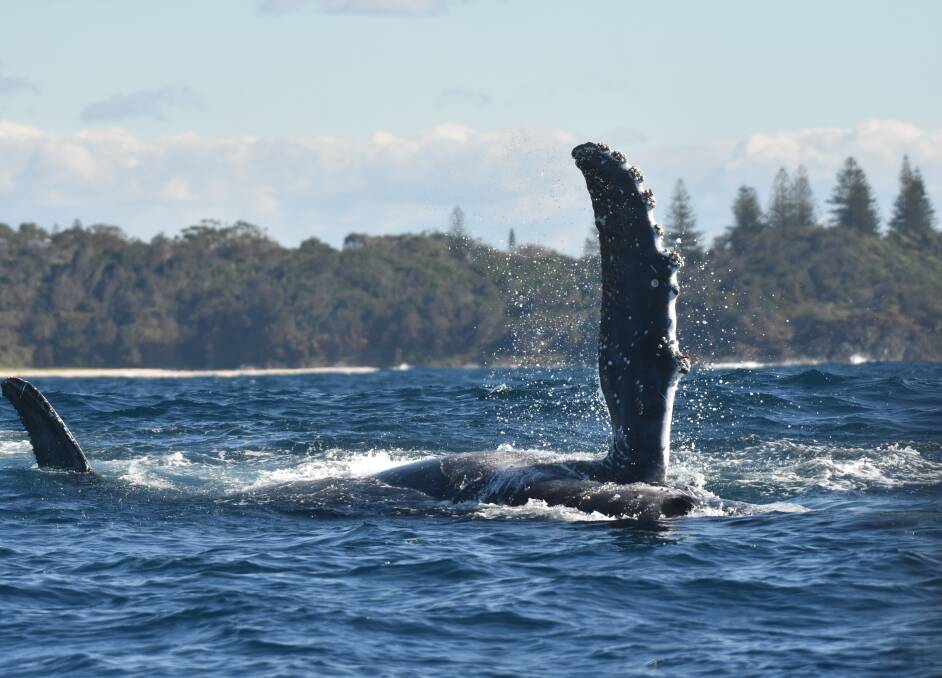 Paddling by: A whale off Oxley Beach in Port Macquarie on June 3.