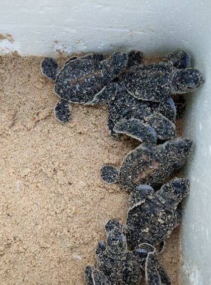 COLLECTING THE LAST HATCHLINGS: Turtle hatchling stragglers. Photo: NSW TurtleWatch.