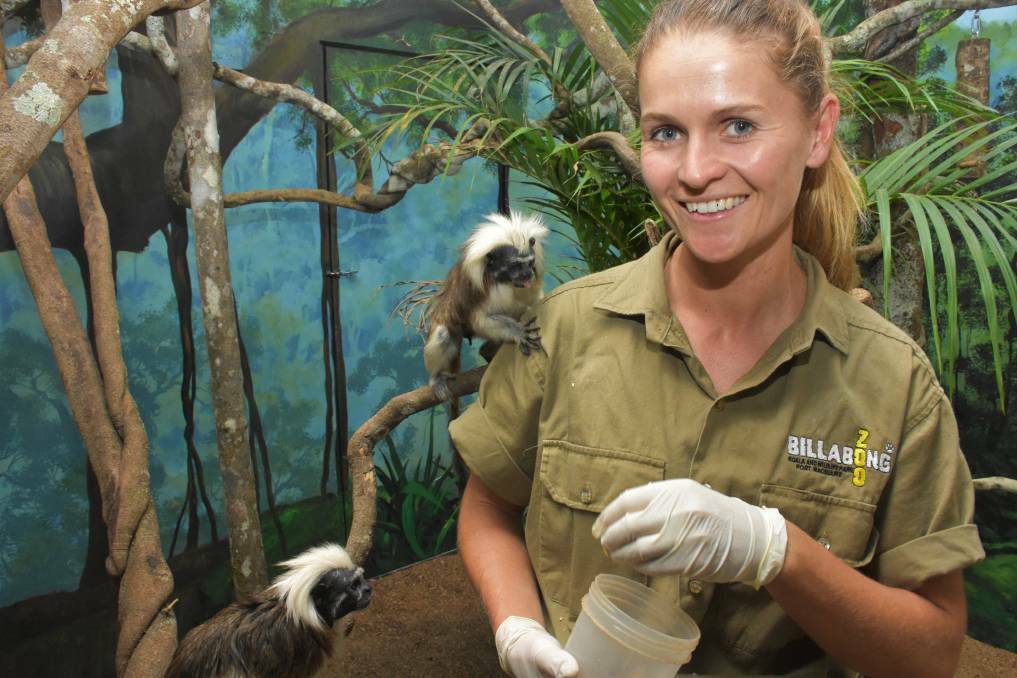 MONKEYING AROUND: Billabong Zoo koala and primates senior keeper Simone Popp with two new cotton-top tamarins earlier this year.