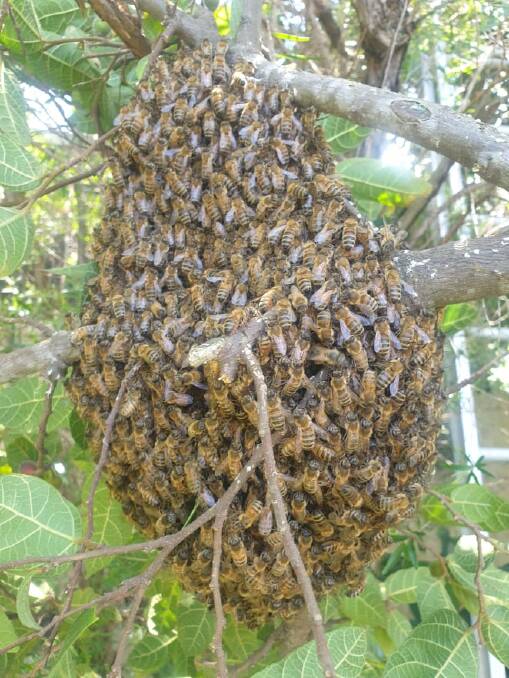 SWARM MUSTERING: A swarm of bees on a branch. Photo: Supplied.