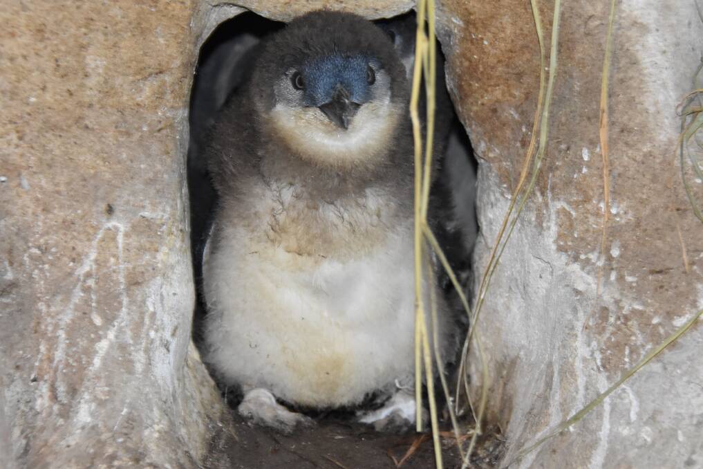 CUTE AND CUDDLY: Little penguins emerging from burrows at the zoo.