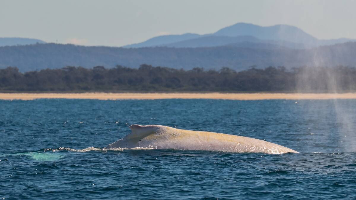 White whale: Migaloo breaching captured by Port Macquarie's Jodie Lowe. Photo: Jodie Lowe's Marine Animal Photography.