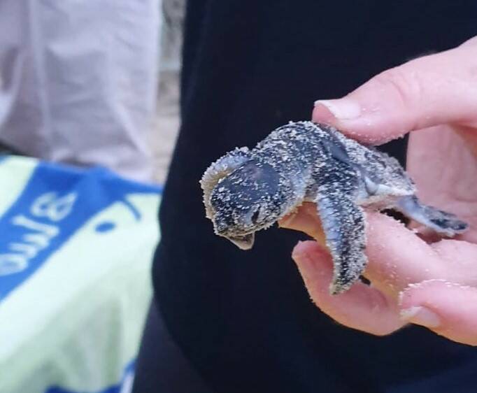 AT THE BEACH: A turtle hatchling. Photo: NSW TurtleWatch.