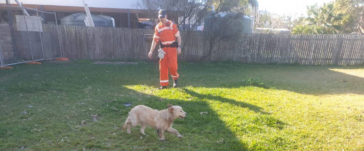 Escaping: Young golden retriever, Nala, free after being rescued in Port Macquarie. Photo: SES Port Macquarie.