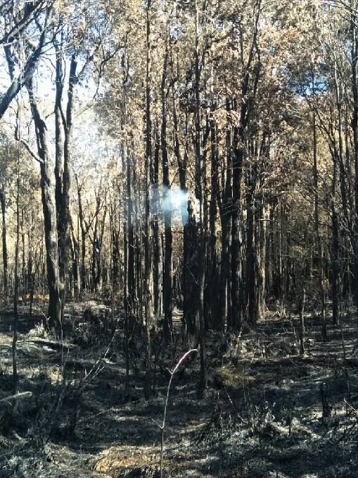 BURNT: Trees burning in Port Macquarie. Photo: Scott Castle.
