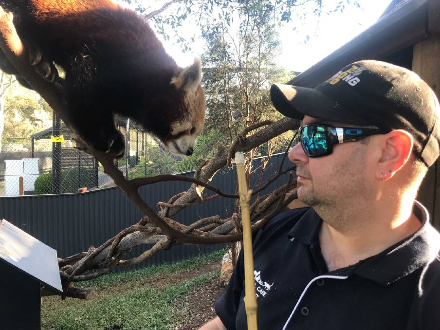 DIFFERENT KIDN OF CUSTOMER: Kendall resident Brian Rowe with a red panda. Photo: Supplied.