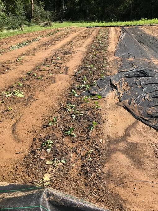 WIPED OUT: Produce smashed by flooding. Photo: Sohip Farm.