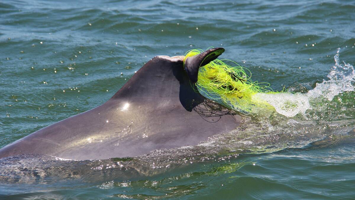 Nasty injury: A dolphin tangled with fishing line in Harrington in 2015. Photo: Supplied/ORRCA.