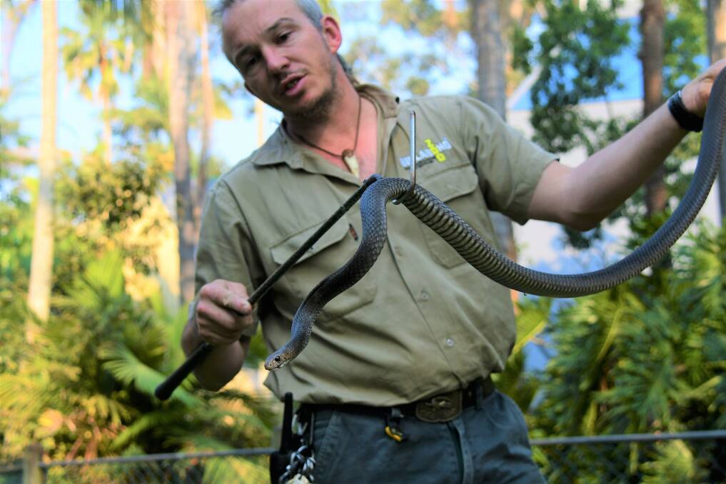 RARITY: Billabong Zoo head of reptiles Stuart Johnston with a capture eastern brown snake.