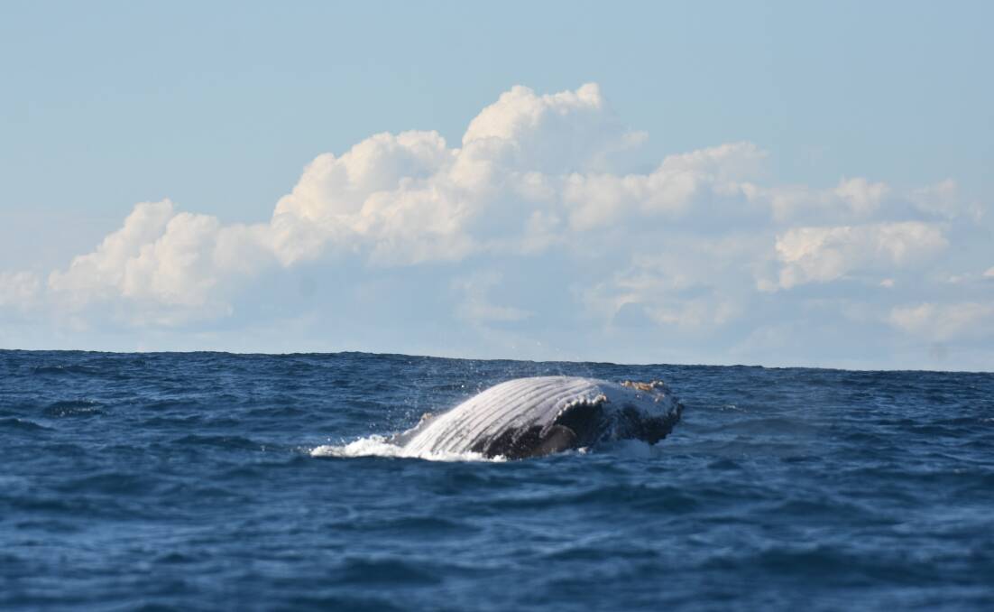 Breaching: A humpback whale photographed off Port Macquarie in June.