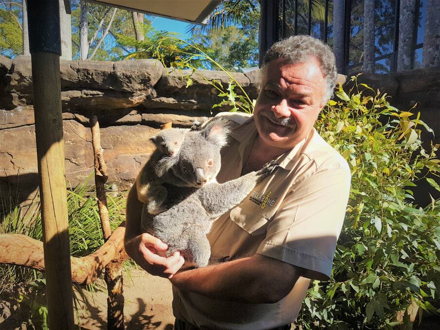 JOEY JOY: Mark Stone with one of the koala joeys and parent koala at Billabong Zoo.