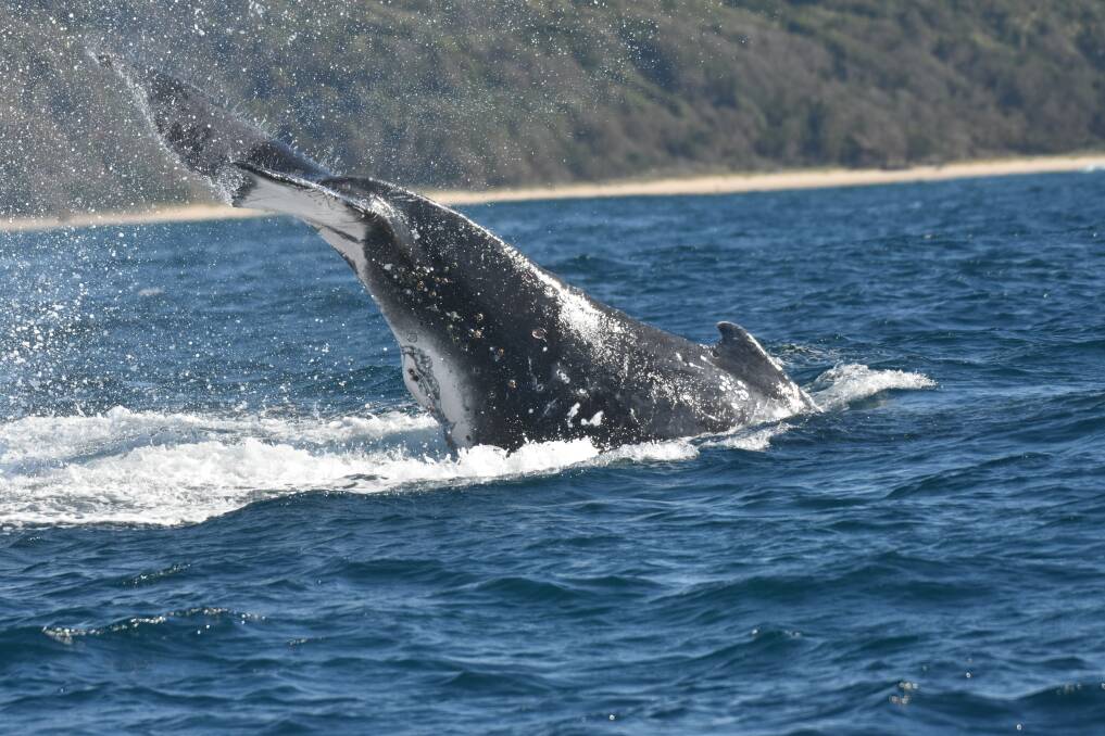 Splashing around: A Humpback Whale off Oxley Beach on June 3.