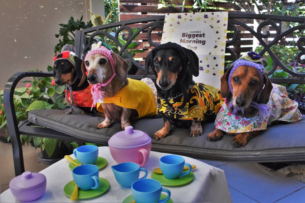 HONOURED GUESTS: Port Macquarie Dachshund Group members Georgie, Ruby, Lewis and Lily.