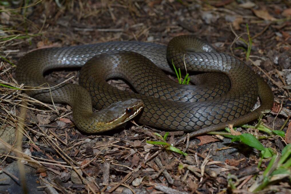 MISTAKEN IDENTITY: A marsh snake. Photo: Supplied/Bradley Hilderbrandt.