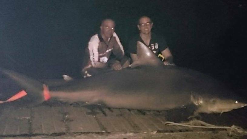 NIGHT PREDATOR: A bull shark caught near Port Macquarie in 2016.