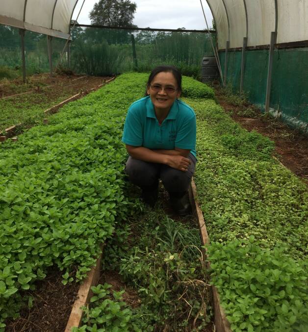 Heated veg: Local fruit and vegetable supplier Somsri Young said she was putting up additional shade to shield crops from sun burn but the ill weather seemed to never end.