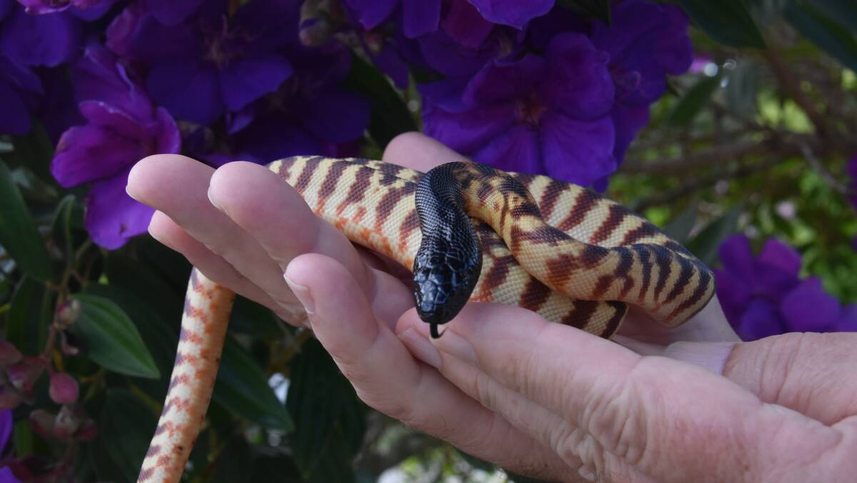Snakes: A black headed python.