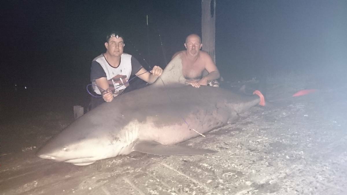 WHAT A CATCH: A shark hauled in by Port Macquarie fisherman Denis Rivers in 2015.