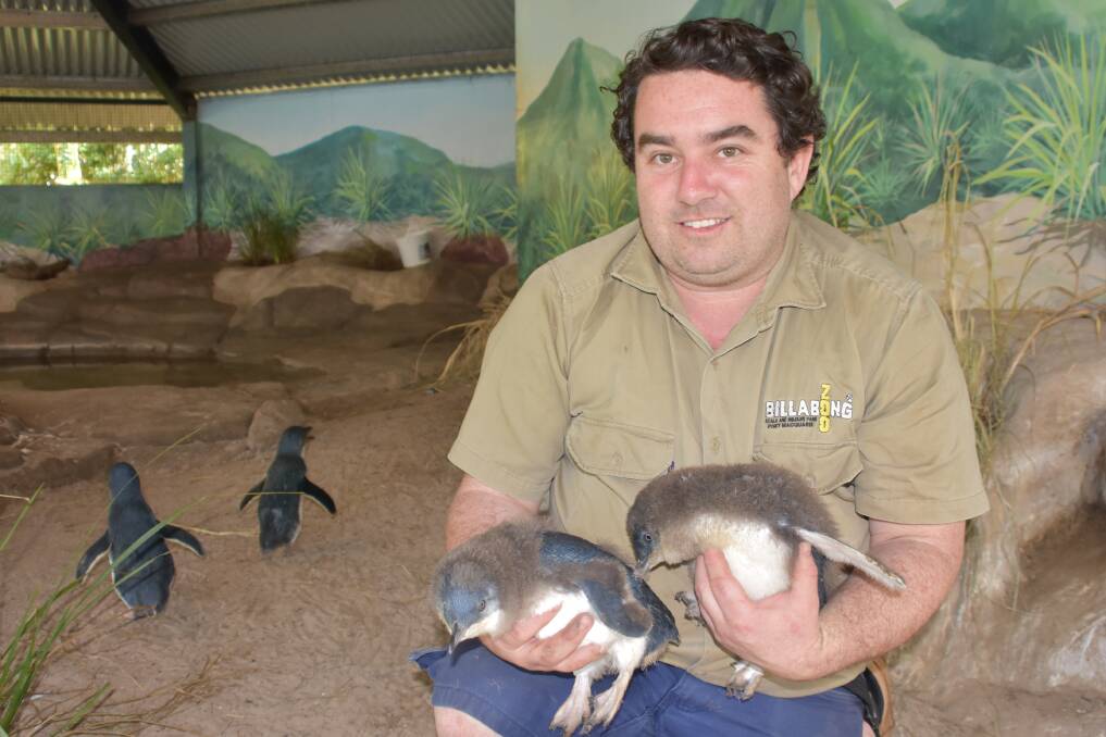 ON WATCH: Zoo keeper Kyle Cordwell with the fairy penguin chicks.