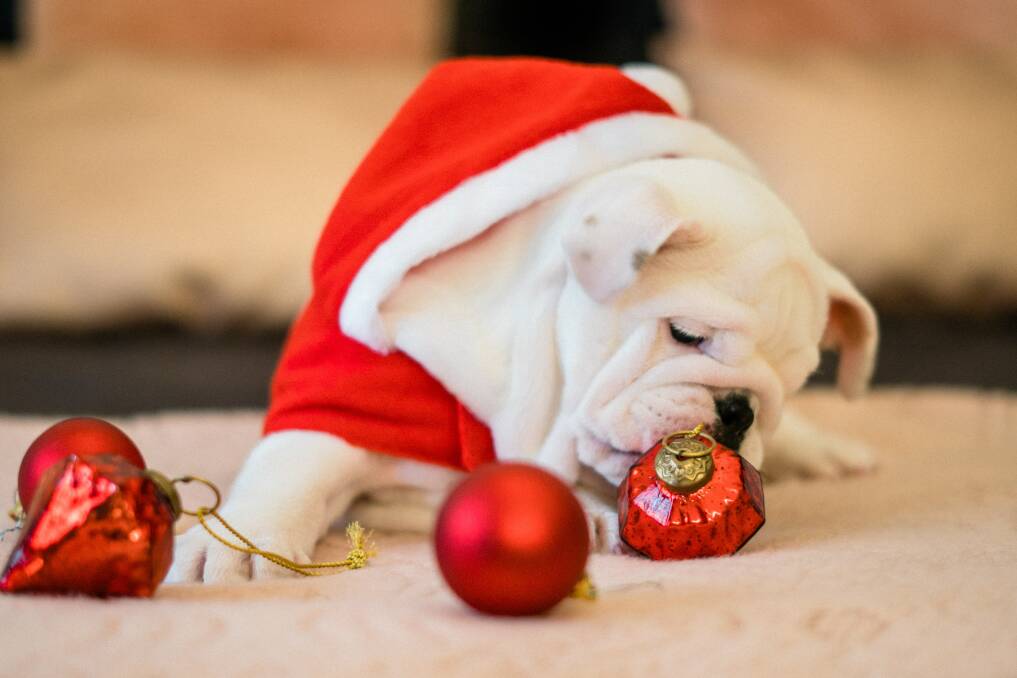 FESTIVE WARNING: Christmas decorations made of plastic and glass should be kept away from pets. Photo: Adrianna Calvo/Pexels.