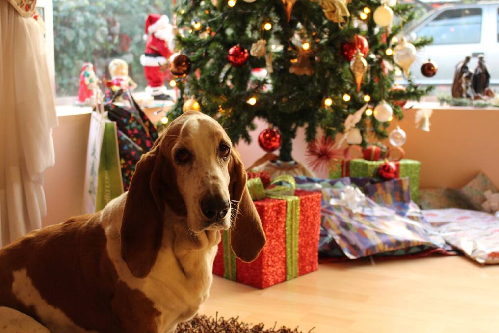FESTIVE SEASON: Not all Christmas treats are pet friendly. Photo: Maximiliano Ignacio Pinilla Alvarado/Pexels.