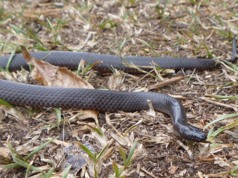 MISTAKEN FOR AN EASTERN BROWN: An eastern small eyed snake. Photo: Supplied.