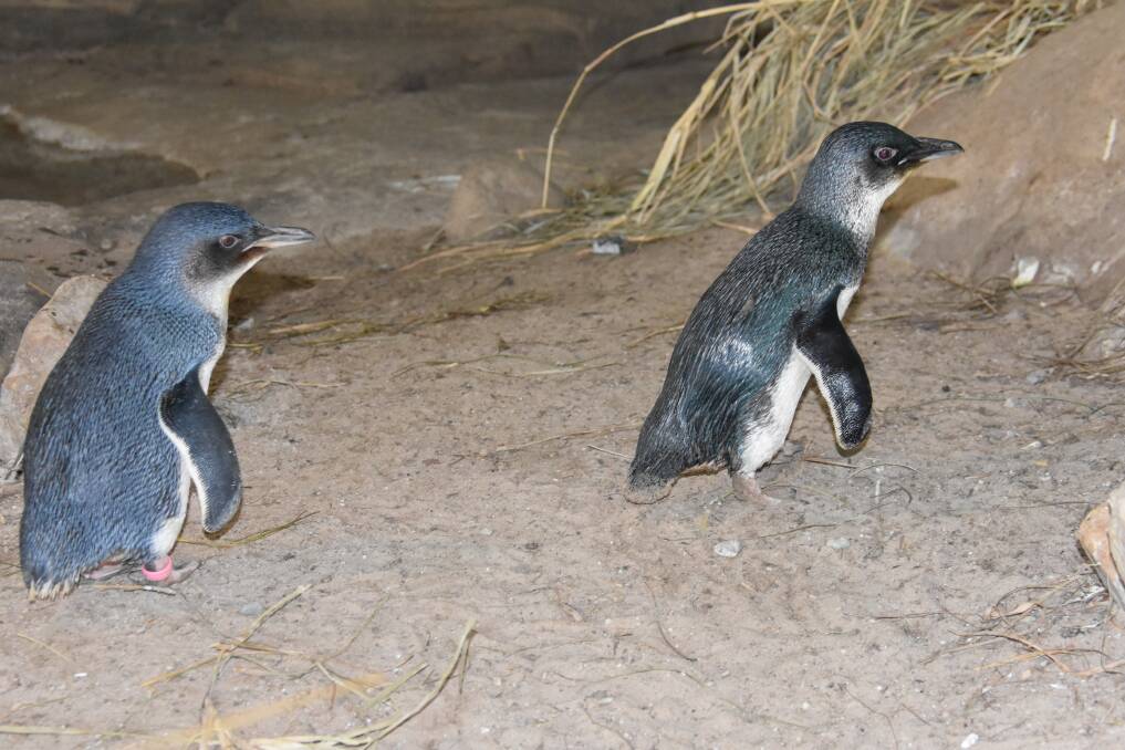 GOING FOR A WALK: Little penguins swimming in their enclosure at the zoo.