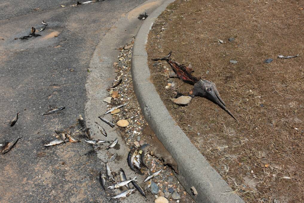 MYSTERY FISH: Dead fish washed into the car park at Rocks Ferry Reserve.