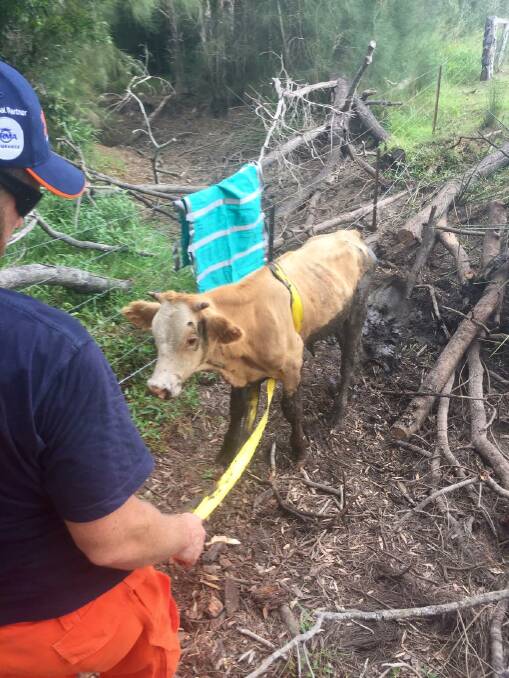 Tug-O-War: Staff rescue a cow from Telegraph Point. Credit: SES