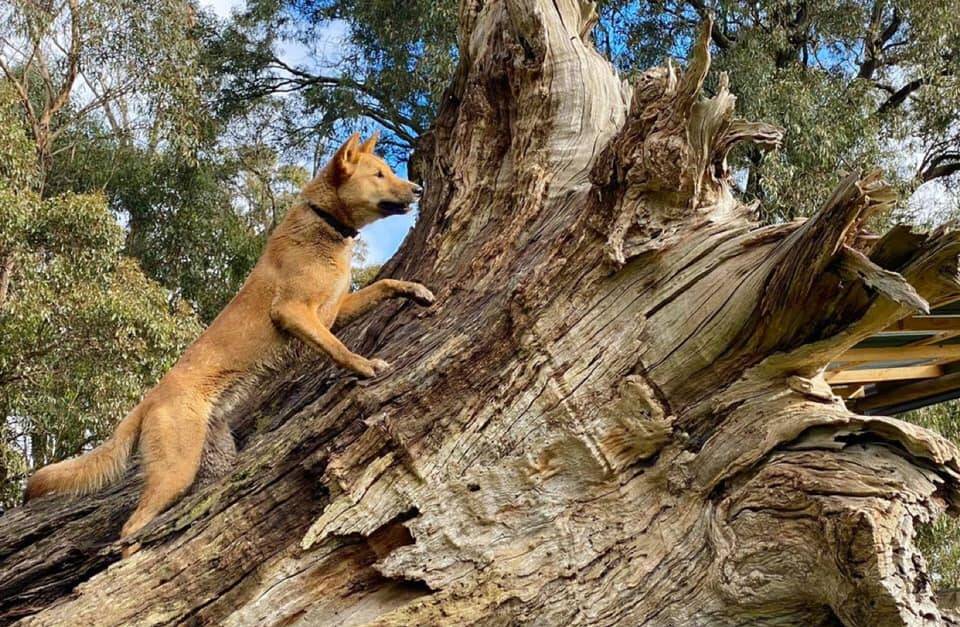 CLIMBING HIGH: Barkala at the Dingo Discovery Sanctuary and Research Centre in Victoria. Photo: Supplied.