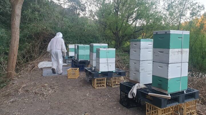 SWARM MUSTERER: Bee keeper Paul Smedley with a number of hives. Photo: Supplied.