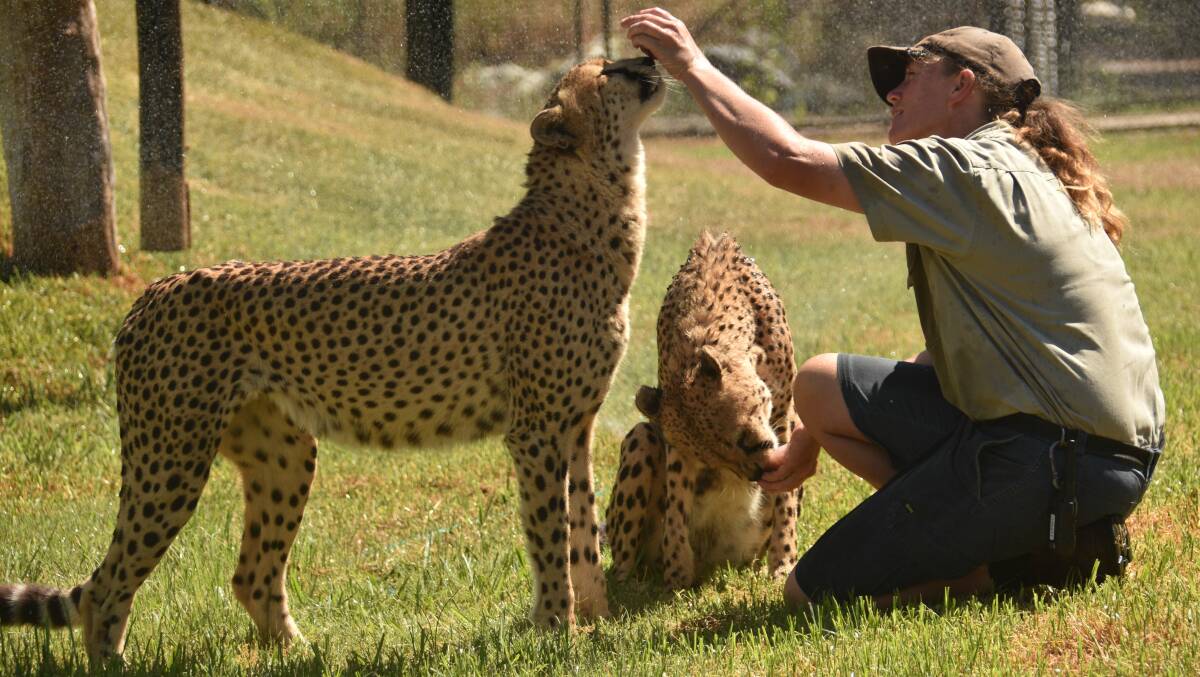 Cooling off: Billabong Wildlife head keeper and head of carnivores, Christie Brown with cheetahs' Warrior and Vongani.