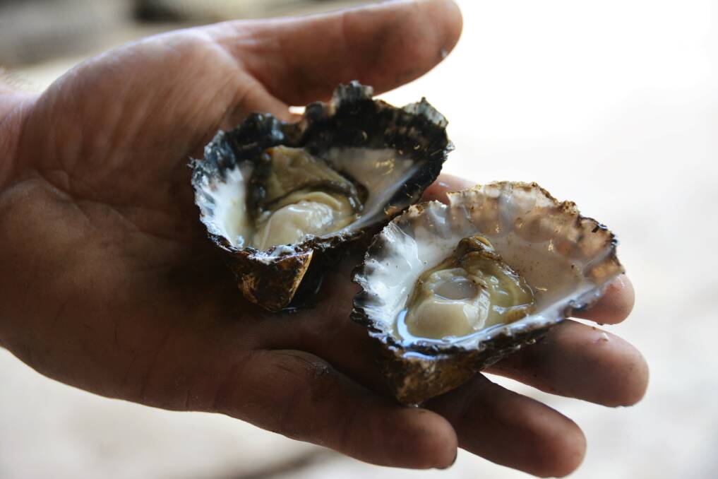 Oysters harvested at Tunstead Oysters on Port Macquarie's North Shore. Picture: Ruby Pascoe