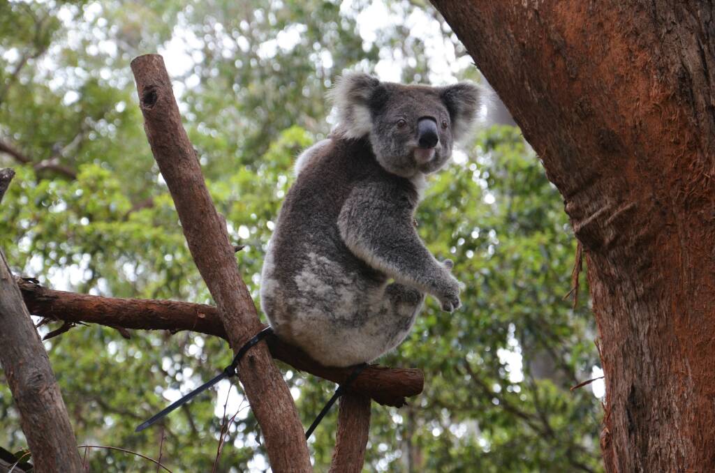 Mary is one of the koalas being cared for at the Port Macquarie Koala Hospital.