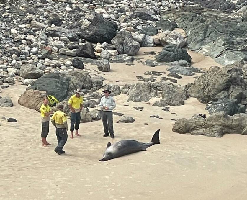The beached whales were removed from Rocky Beach in a coordinated effort by NPWS and Port Macquarie-Hastings Council. Photo: Rebecca Stockwell