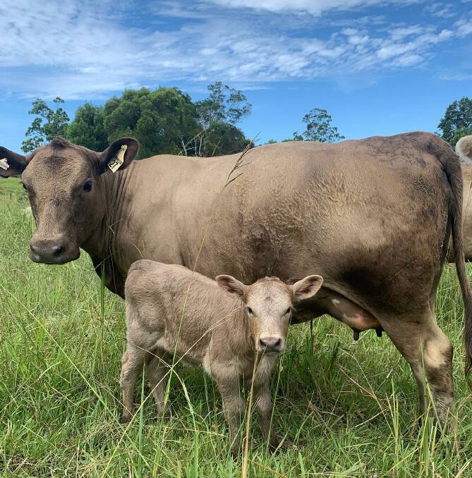 Todd Richardson from Chef2Farmer Little Eden is concerned about FMD coming to Australia and impacting the farming industry. Picture: Supplied