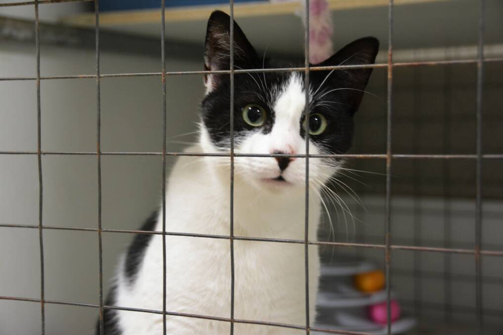 Rehome: One-year-old Oreo has been surrendered to the Port Macquarie Animal Shelter and is looking for his forever home.