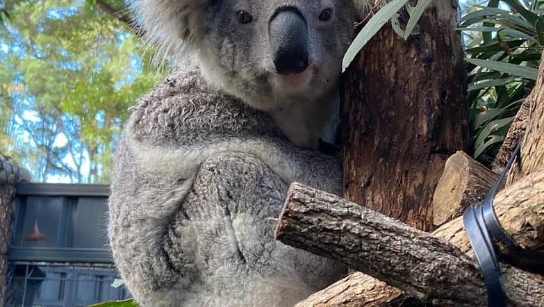 Port Macquarie Koala Hospital warns of the risks for koalas following dog attacks | Port Macquarie News
